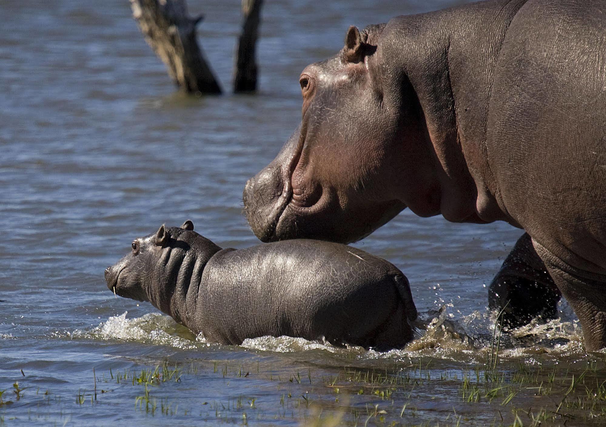 Mjejane River Lodge Marloth Park Bagian luar foto
